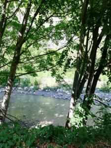 eine Gruppe von Bäumen mit einem Fluss im Hintergrund in der Unterkunft STUDIO n°A02 Résidence les Thermes in Digne-les-Bains