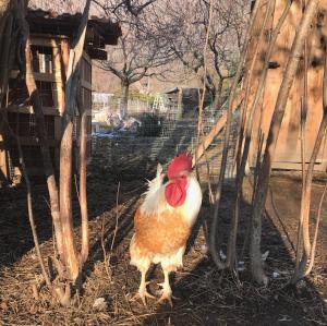 the country house内部或周边的动物