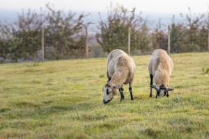 zwei Schafe, die auf einem Grasland weiden in der Unterkunft La Ferme Du Grand Air in Fiennes