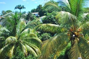 a group of palm trees in a tropical forest at La Dicossine - La Guadeloupe au naturel ;) in Les Abymes