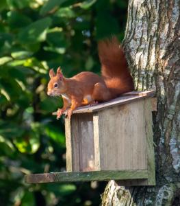 um esquilo vermelho sentado em cima de uma casa de pássaros em Red Squirrel Holiday Home in the Countryside, 10 mins to Lligwy Beach em Llandyfrydog