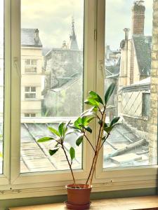 una planta en una olla sentada frente a una ventana en Appartement charmant hyper centre ville Rouen, en Rouen
