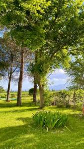ein Park mit Bäumen und einer Pflanze im Gras in der Unterkunft Casa en Tupungato in Tupungato