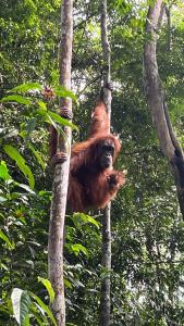 an orangutan is sitting in a tree at Orangutan Treking Camp in Bukit Lawang