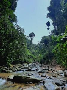 a river in the middle of a forest at Orangutan Treking Camp in Bukit Lawang