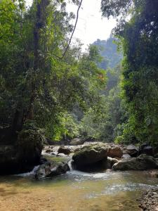 a stream in the middle of a river with trees at Orangutan Treking Camp in Bukit Lawang