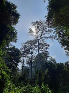 a tall tree in the middle of a forest at Orangutan Treking Camp in Bukit Lawang