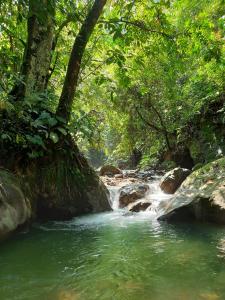 a stream in the middle of a river with trees at Orangutan Treking Camp in Bukit Lawang