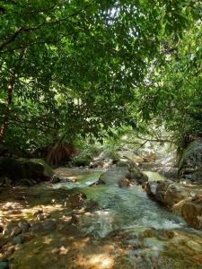 a stream with rocks and trees in a forest at Orangutan Treking Camp in Bukit Lawang