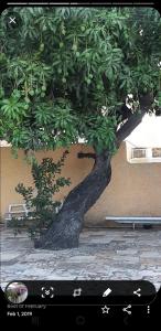 eine Schließung eines Baumes vor einem Gebäude in der Unterkunft Cliff Apartment in Kingston
