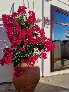 un grand vase rempli de fleurs rouges à côté d'un bâtiment dans l'établissement Mary wine house, à Pisticci