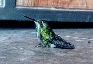 Animals a l'apartament o a prop
