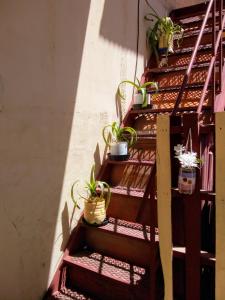 a set of stairs with potted plants on them at Casa Samachiy in Humahuaca