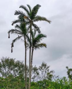 un palmier au milieu de quelques arbres dans l'établissement Cabaña Campo Verde, à Marsella