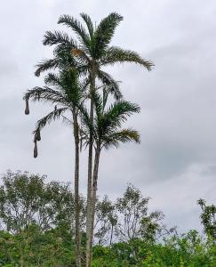 a palm tree in the middle of some trees at Cabaña Campo Verde in Marsella +7 photos