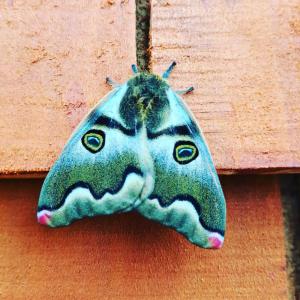 a green moth sitting on a wooden surface at Altos de Llicaldad Lodge in Castro