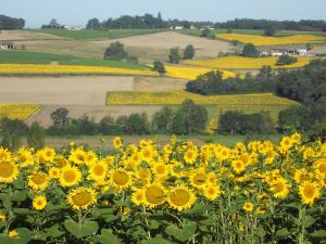 a field of yellow sunflowers in a field at Moulin De Chez Renaud in Sousmoulins