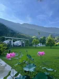 pole z różowymi kwiatami w trawie w obiekcie Star & Moon GUEST HOUSE w mieście Puli