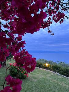 Un árbol con flores rosas en un campo. en Ionian Sea View Studios by Hotelius, en Episkopianá