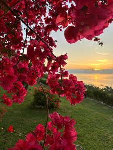 Un grupo de flores rosas con la puesta de sol de fondo. en Ionian Sea View Studios by Hotelius, en Episkopianá