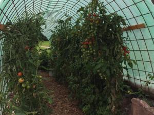 a greenhouse filled with lots of tomato plants at Blockhaus Almhütte Wiesenglück in Glatten