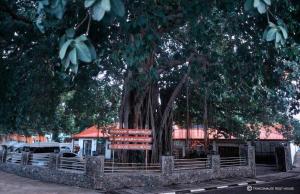 a tree with a bench next to a fence at Trinco Rest House in Trincomalee