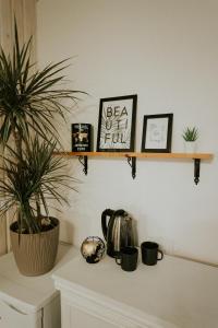 a counter with a potted plant on a shelf at Sauna apartment / Pirts apartamenti in Talsi