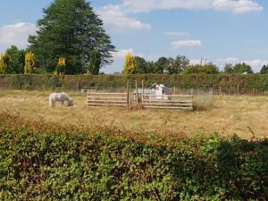 een wit paard dat graast in een veld achter een hek bij Camping La Dolce Vita in Ransdaal