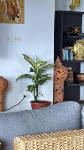 a plant in a pot in a living room at 泰暖WarmThai（karon） in Karon Beach