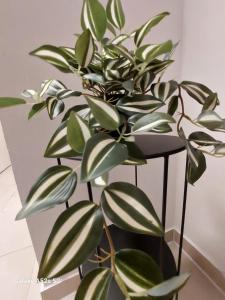 a green plant in a black plant stand at Appartement am Uni Park Köln Sülz in Cologne