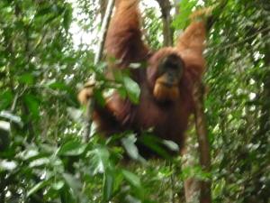 Ein Orang-Utan hängt in einem Baum in der Unterkunft LOVELY JUNGLE LODGE & JUNGLE TREKING only book with us in Bukit Lawang