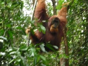 an orangutan is hanging in a tree at LOVELY JUNGLE LODGE & JUNGLE TREKING only book with us in Bukit Lawang