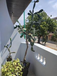 une plante en pot assise au-dessus d'un balcon dans l'établissement Alquiler de departamento independiente en Bahía de Caraquez, à Bahía de Caráquez