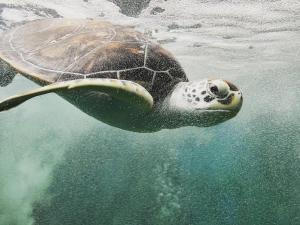 Une tortue de mer verte nageant dans l'eau dans l'établissement Sanda Eliya Resort, à Bentota