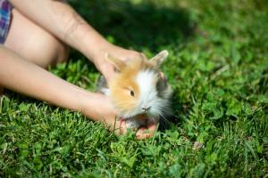 eine Person, die einen Hamster im Gras hält in der Unterkunft Zunerhof Studio Fenn in Lengstein
