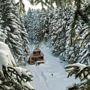 a cabin in the middle of a snow covered forest at Cottage Sochi in Ambrolauri