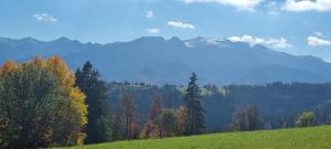 einen grünen Hügel mit Bäumen und Bergen im Hintergrund in der Unterkunft U Ireny in Zakopane