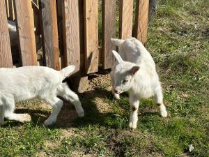 two baby goats standing next to a wooden fence at Wypoczynek na Mazurach U Sebka in Łukta