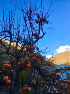 a tree with lots of oranges on it at HOUSE ON THE ROCK in Meghri