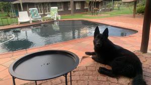 um cão preto deitado ao lado de uma piscina em Sunset Cottages at Viva Connect, Cullinan em Meule