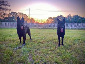 Dois cães pretos num campo com a língua em Sunset Cottages at Viva Connect, Cullinan em Meule