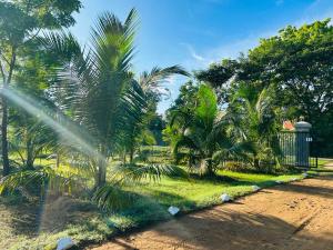 un grupo de palmeras en un camino de tierra en Sky 14 Resort Yala, en Madam