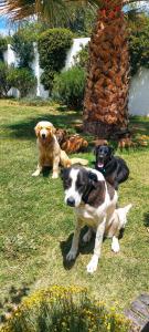 un grupo de perros sentados en el césped en Finca La Penúltima-Posada en San Rafael