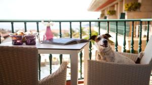 Augusta Eco Wellness Resort 4 Superior في سانكسينكسو: وجود كلب جالس على كرسي بجانب طاولة