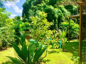 ogród z wieloma różnymi roślinami i drzewami w obiekcie Ti Kay Ilets w mieście Les Trois-Îlets