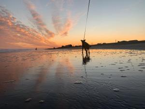 un cane in piedi sulla spiaggia al tramonto di Sea Vista Motel a Topsail Beach