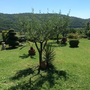 a tree in the middle of a grass field at Apartments Krt Mirko in Izola +11 photos