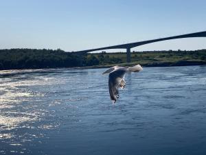 un uccello che vola sopra un fiume con un ponte sullo sfondo di Koselig rom med stue i Bodø sentrum a Bodø