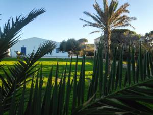 a palm tree in a park with a fence at Campofelice Holidays in Campofelice di Roccella