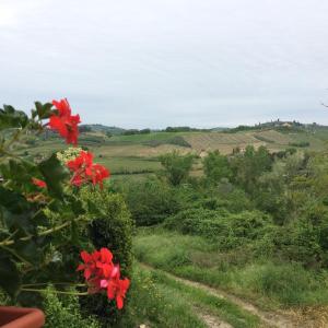 a view of a field with red flowers at Casina Rosa in Certaldo